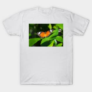 Orange Lacewing Butterfly T-Shirt